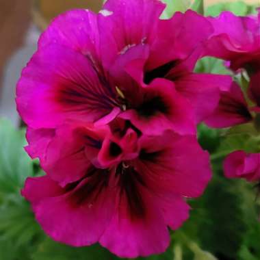 Pelargonium