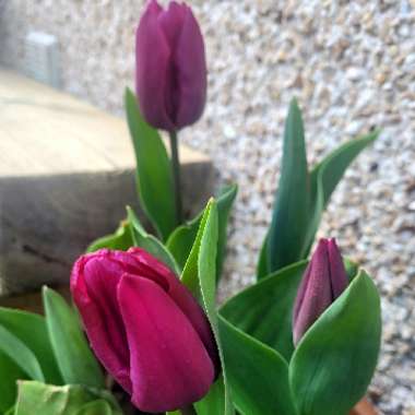 Tulipa 'Negrita'