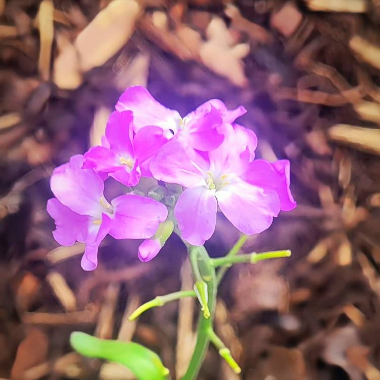 Plant image Arabis caucasica