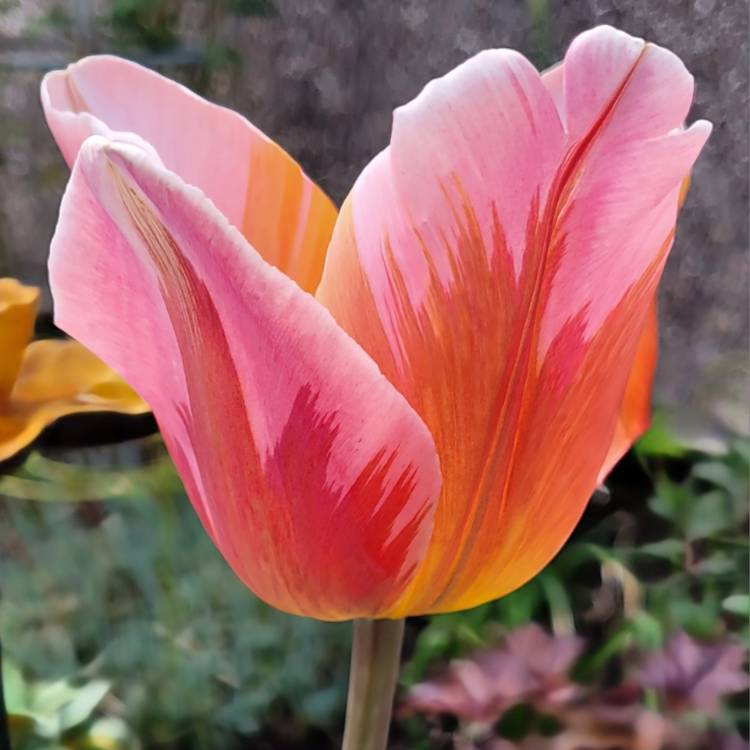 Plant image Tulipa 'Pretty Princess'