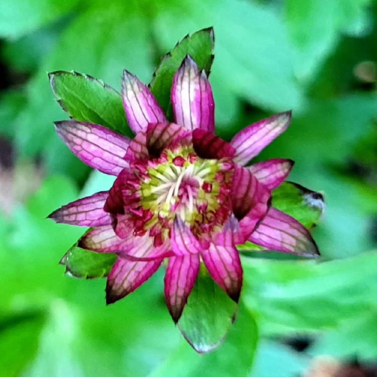 Plant image Astrantia major 'Star of Love'