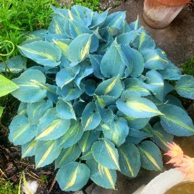 Hosta (Tardiana Group) 'June'