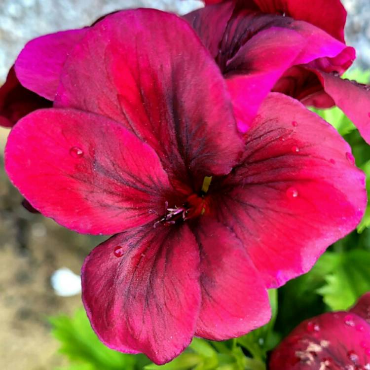 Plant image Pelargonium 'Regalia Chocolate'