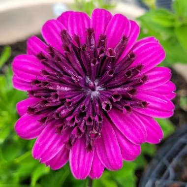 Osteospermum