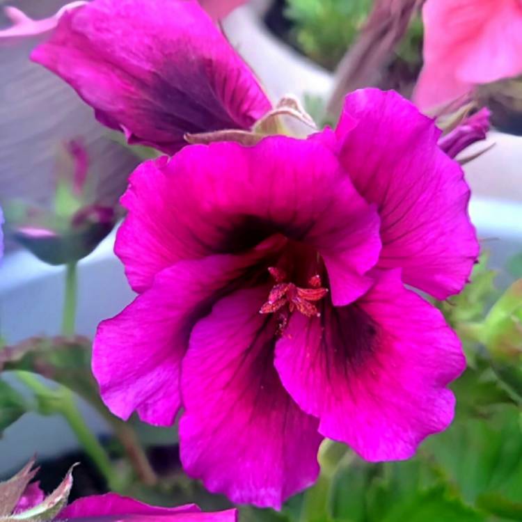 Plant image Pelargonium x domesticum