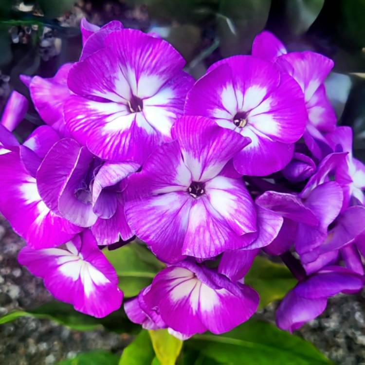 Plant image Phlox paniculata 'Purple Kiss'