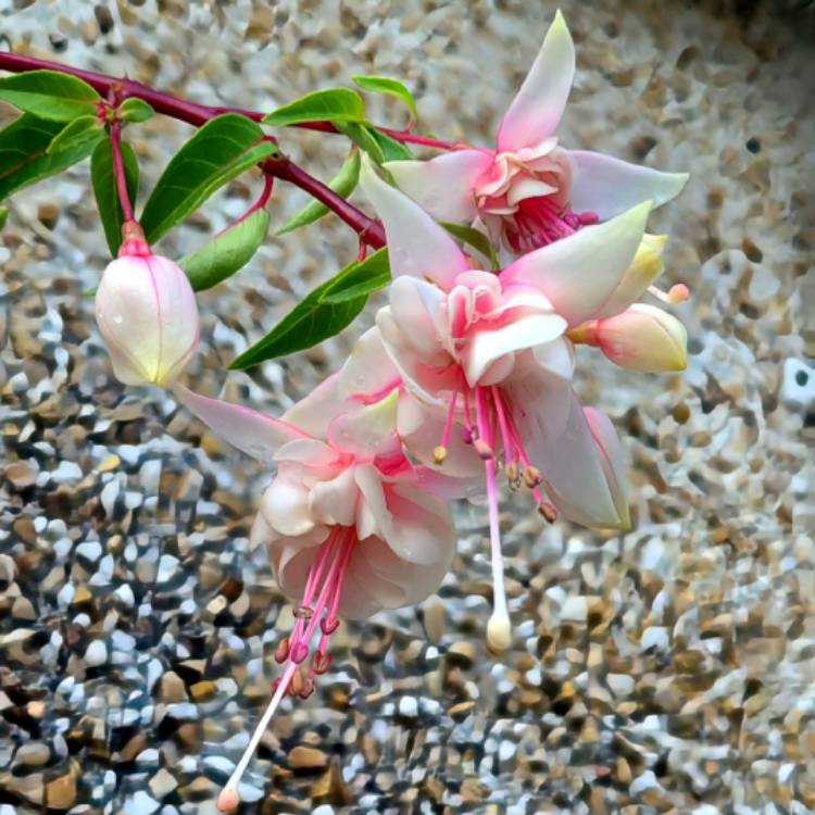 Plant image Fuchsia 'Harry Gray'