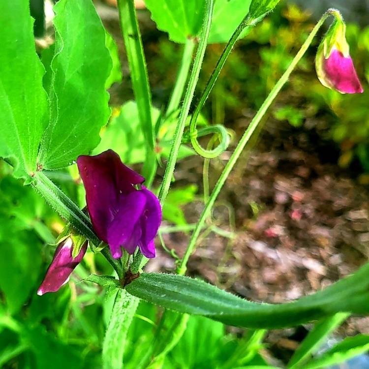 Plant image Lathyrus grandiflorus