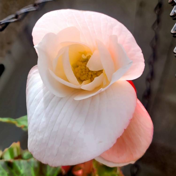 Plant image Begonia (Rhizomatous)