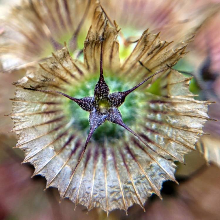 Plant image Scabiosa stellata 'Sternkugel'