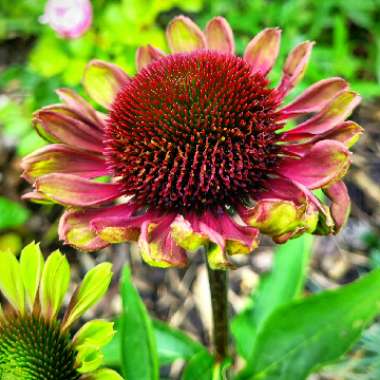 Echinacea purpurea 'Green Twister'