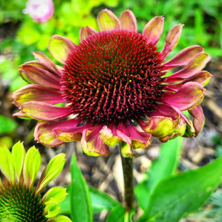 Plant image Echinacea purpurea 'Green Twister'