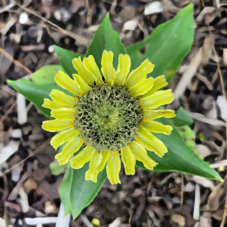 Plant image Zinnia elegans 'Envy' syn. Zinnia elegans 'Green Envy'