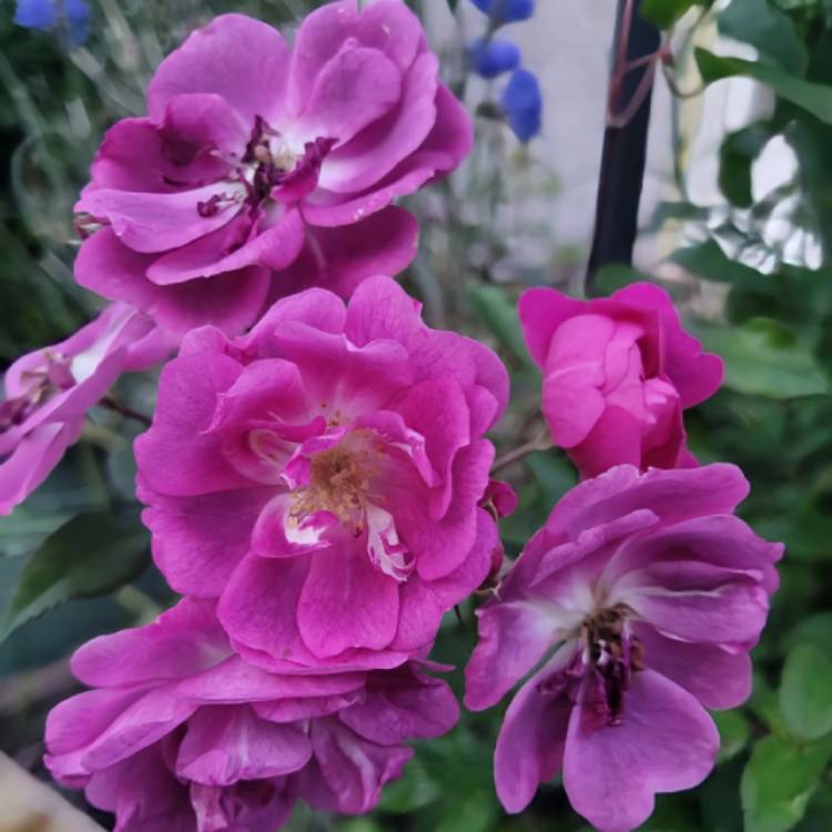 Plant image Rosa 'Franwekpurp' syn. Rosa 'Purple Skyliner'