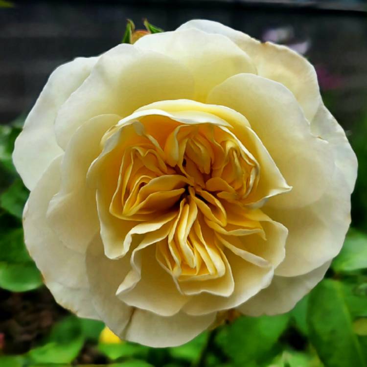 Plant image Rosa 'Clarence House'