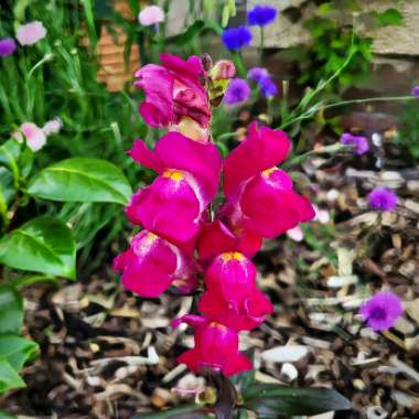 Antirrhinum