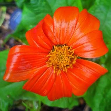 Tithonia rotundifolia syn Tithonia speciosa