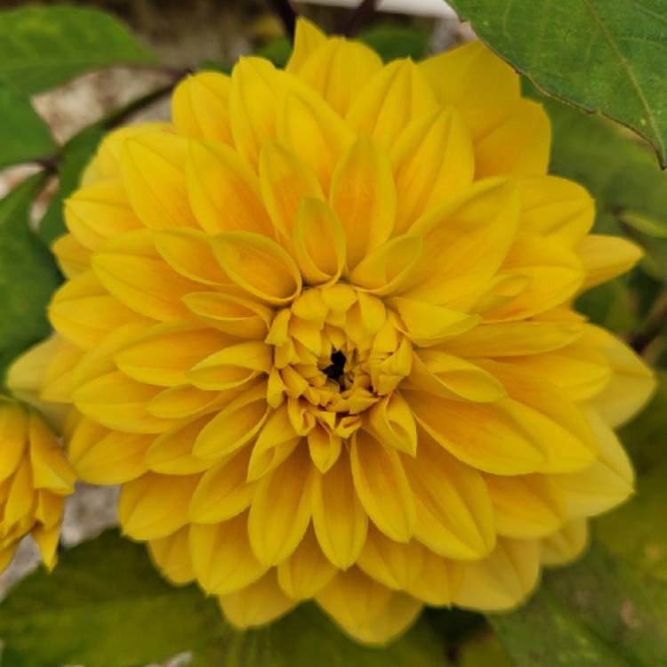 Plant image Dahlia 'Golden Emblem'