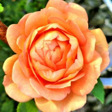 Rosa 'Ausnyson' syn. Rosa 'Lady of Shalott'