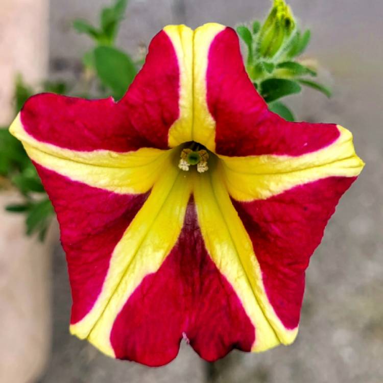 Plant image Petunia Queen Of Hearts