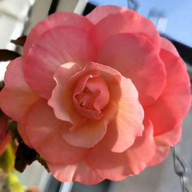 Begonia (Rhizomatous)