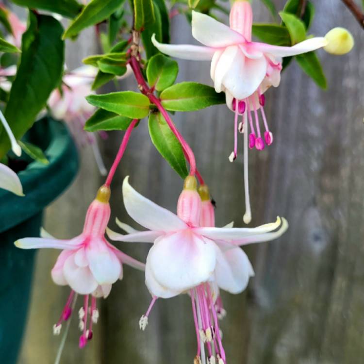 Plant image Fuchsia 'Harry Gray'