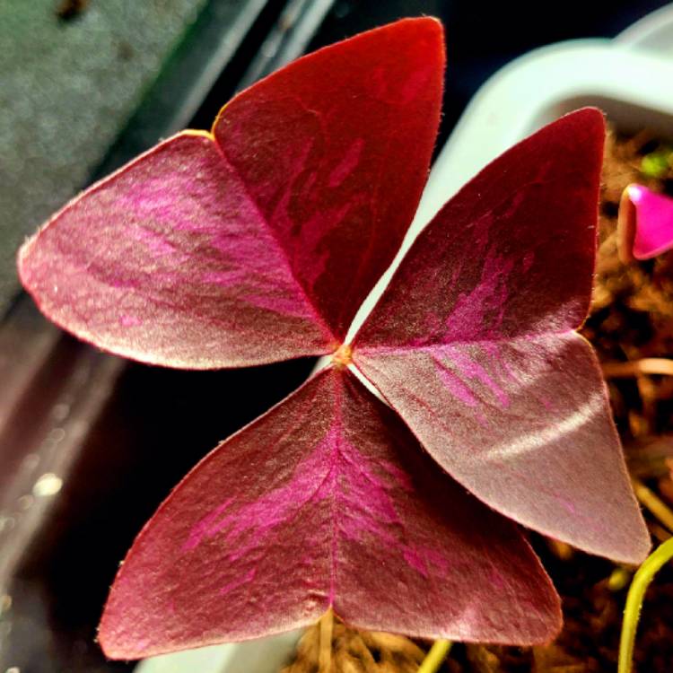 Plant image Oxalis triangularis 'JR Oxburwi' (Xalis Series) syn. Oxalis triangularis 'Burgundy Wine'