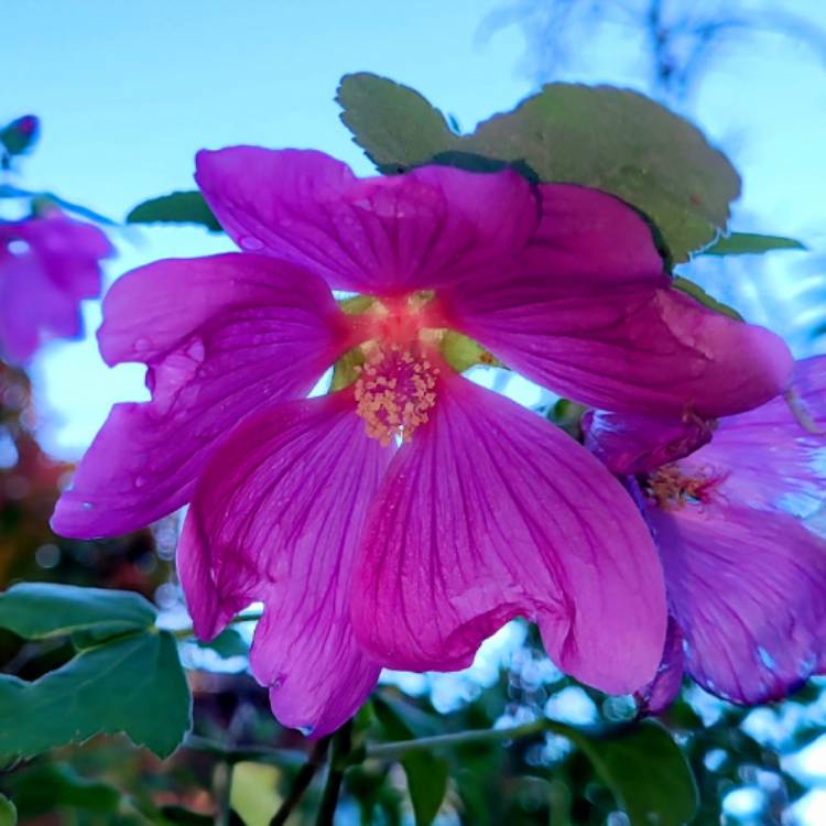 Plant image Lavatera x clementii 'Burgundy Wine'