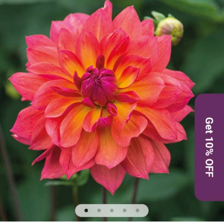 Plant image Dahlia 'Firepot'