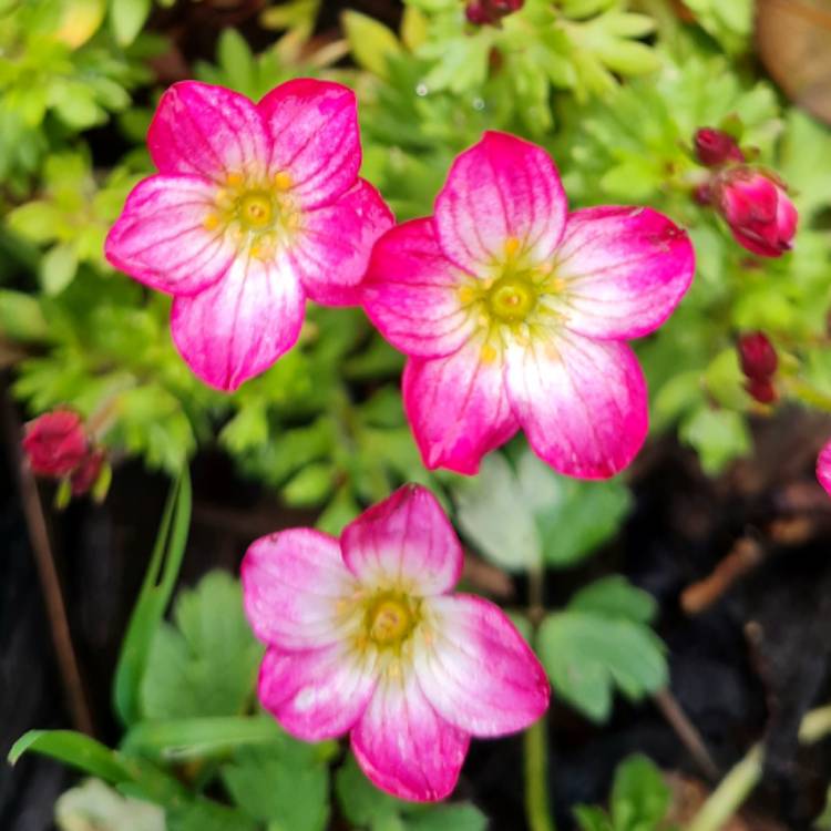 Plant image Saxifraga alpino 'Early Picotee'