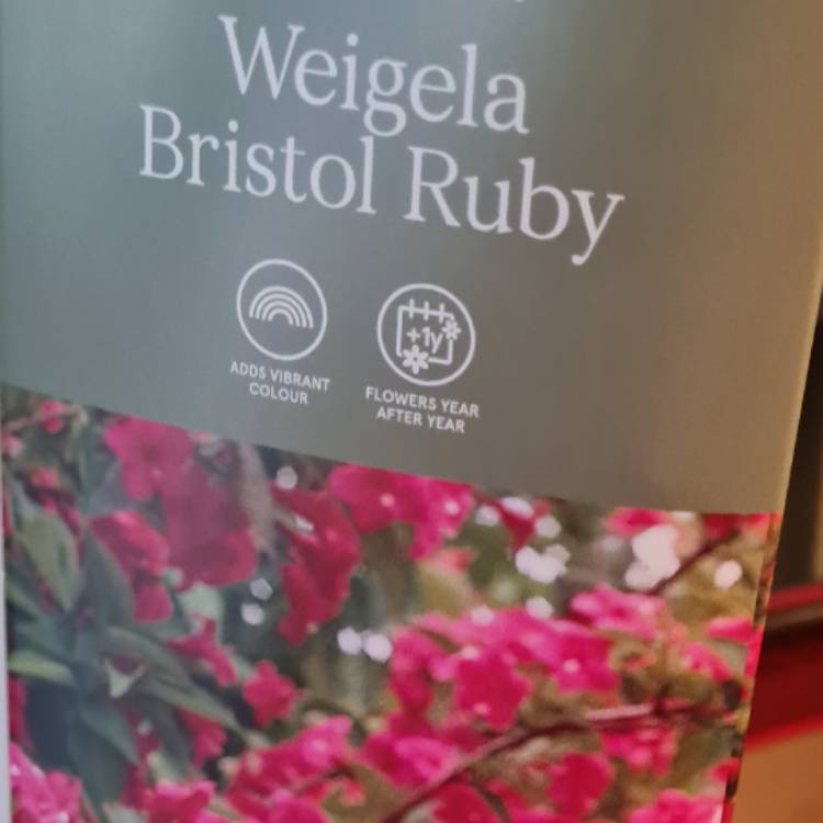 Plant image Weigela 'Bristol Ruby'