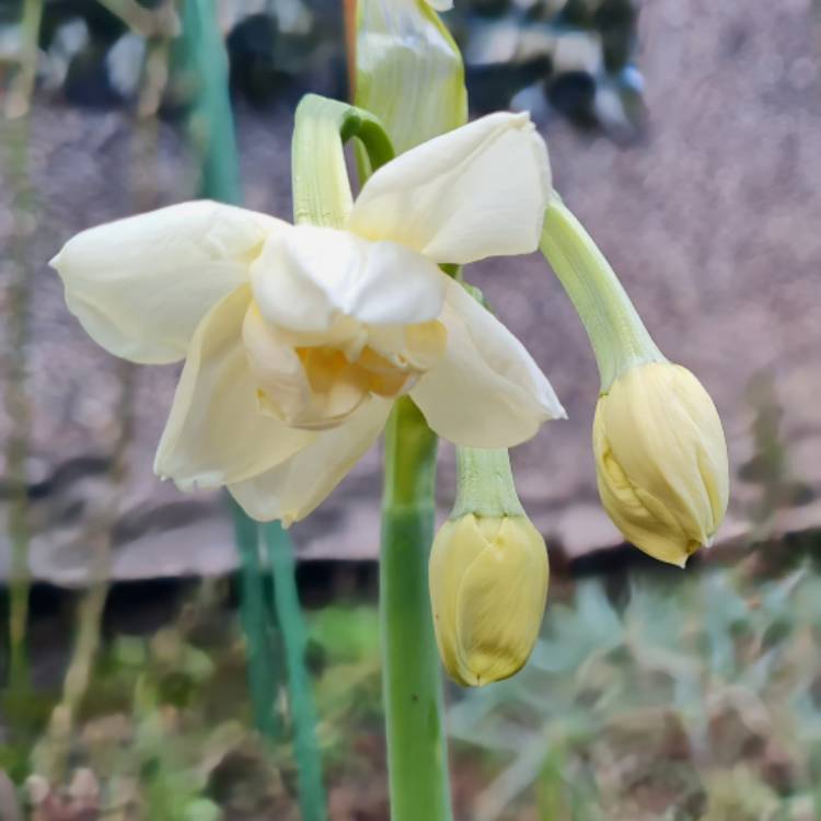 Plant image Narcissus 'Bridal Crown'