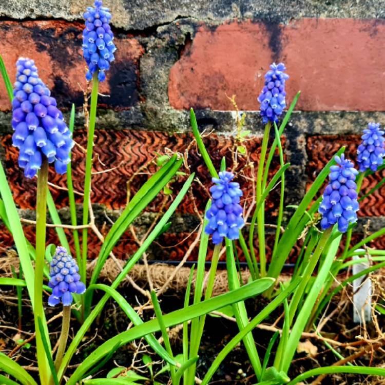 Plant image Pseudomuscari azureum syn. Muscari Azureum