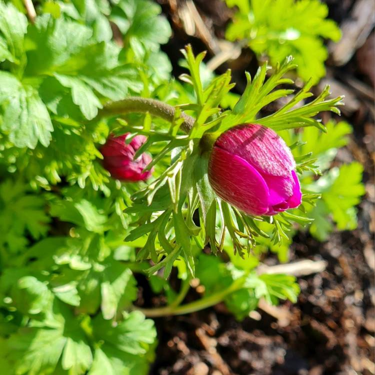 Plant image Anemone coronaria 'Harmony Orchid'