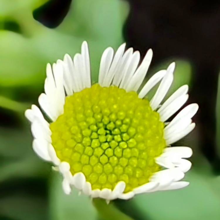 Plant image Erigeron karvinskianus 'Stallone'