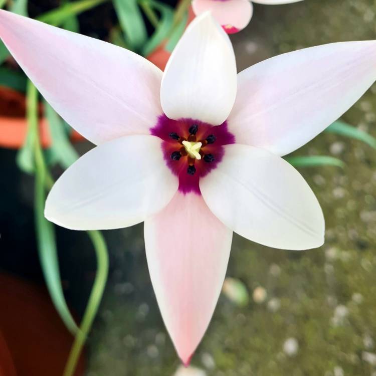 Plant image Tulipa clusiana 'Peppermint Stick'