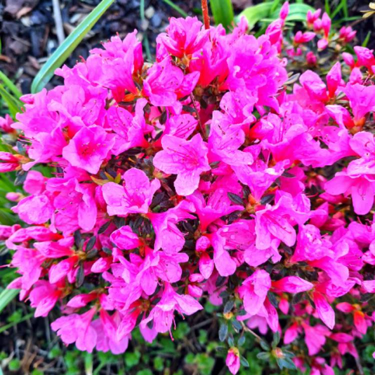 Plant image Rhododendron 'Cornell Pink'