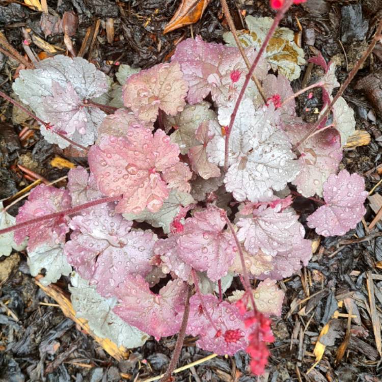 Plant image Heuchera 'Silver Gumdrop' (Dolce Series)