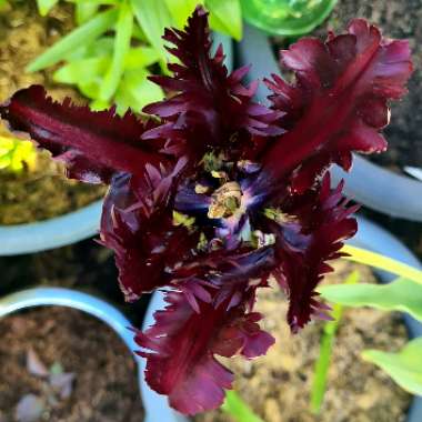 Tulipa 'Black Parrot'