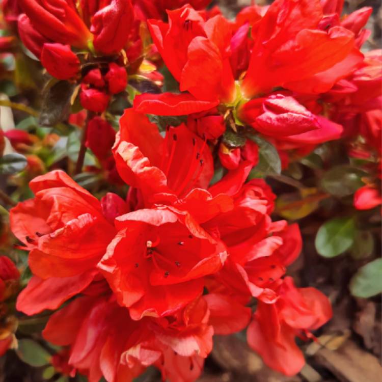 Plant image Rhododendron 'Orange Beauty'