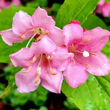 Weigela 'Bristol Ruby'