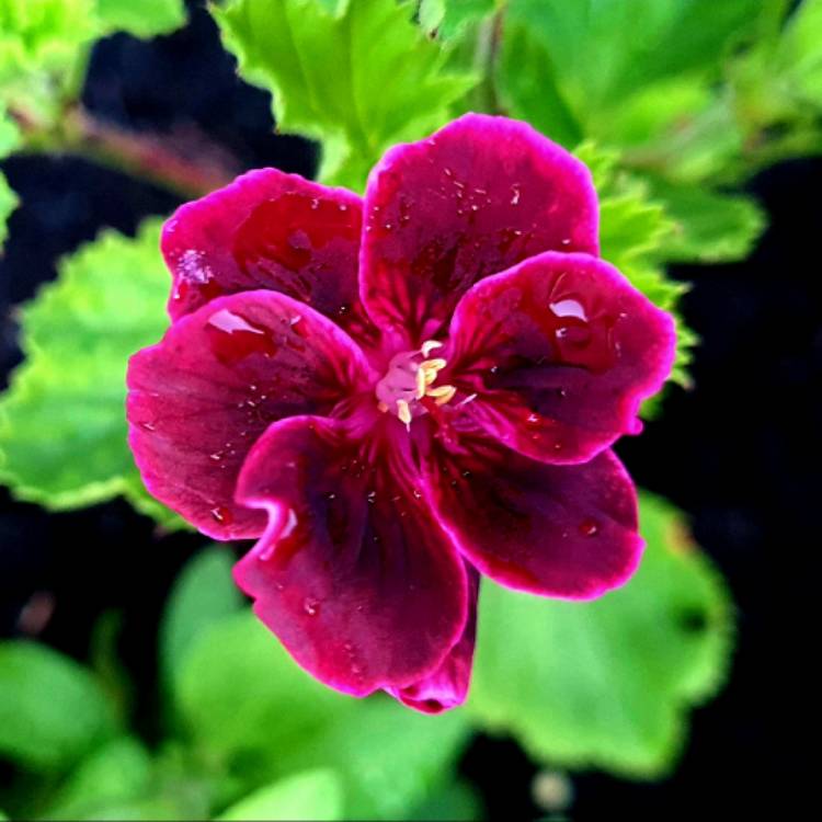 Plant image Pelargonium 'Lord Bute'