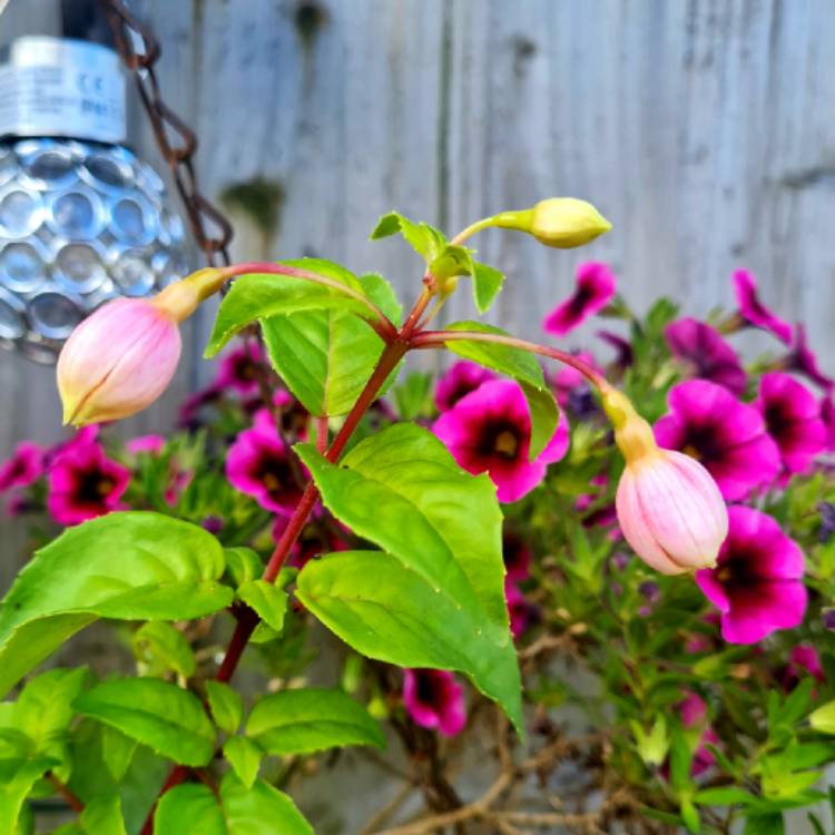 Plant image Fuchsia 'Eva Boerg'