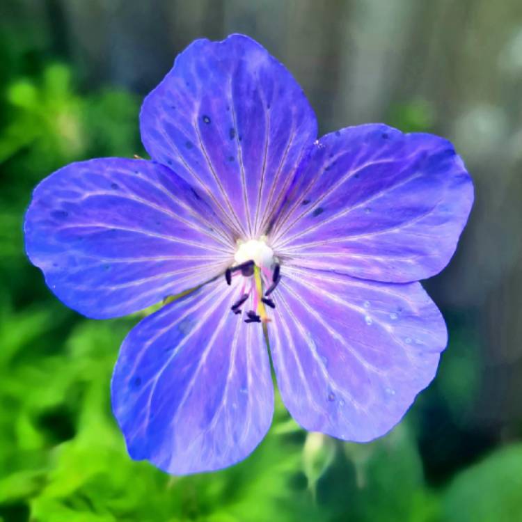 Plant image Geranium pratense