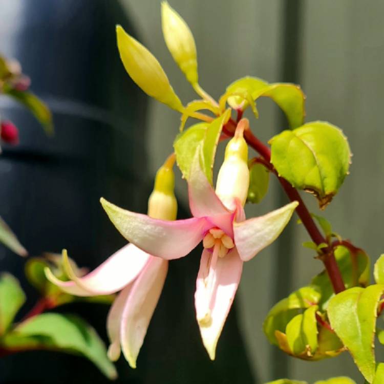 Plant image Fuchsia 'Carmel Blue'