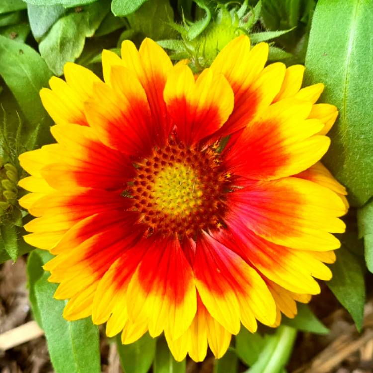 Plant image Gaillardia x grandiflora 'Arizona Sun' syn. Gaillardia 'Arizona Sun'