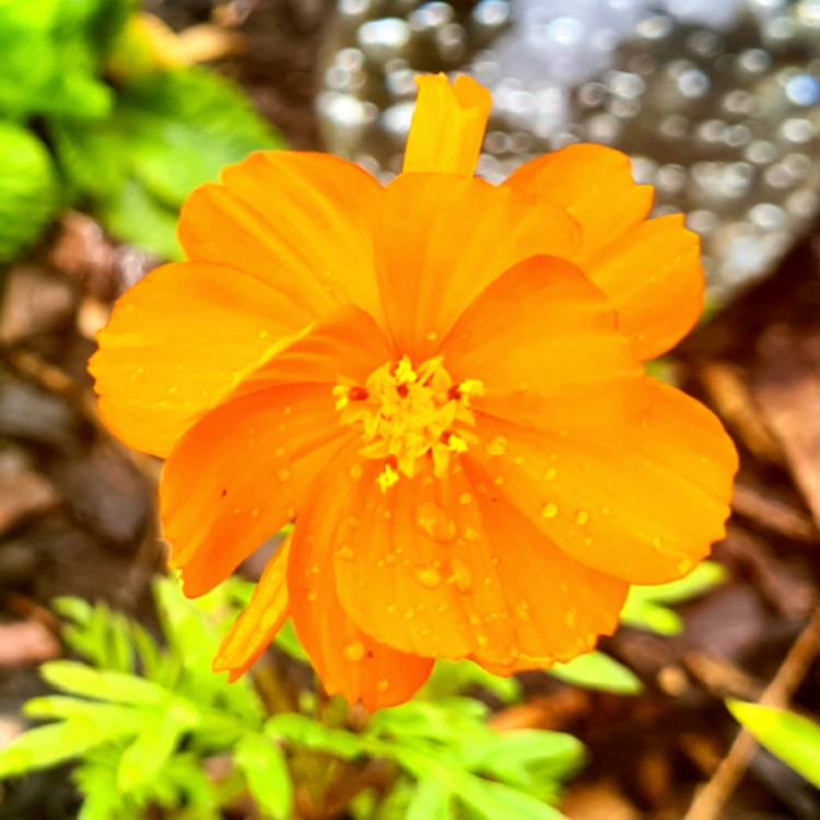 Plant image Tagetes tenuifolia