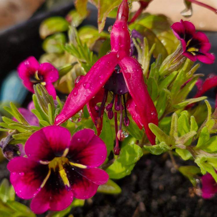 Plant image Fuchsia 'Blackie'