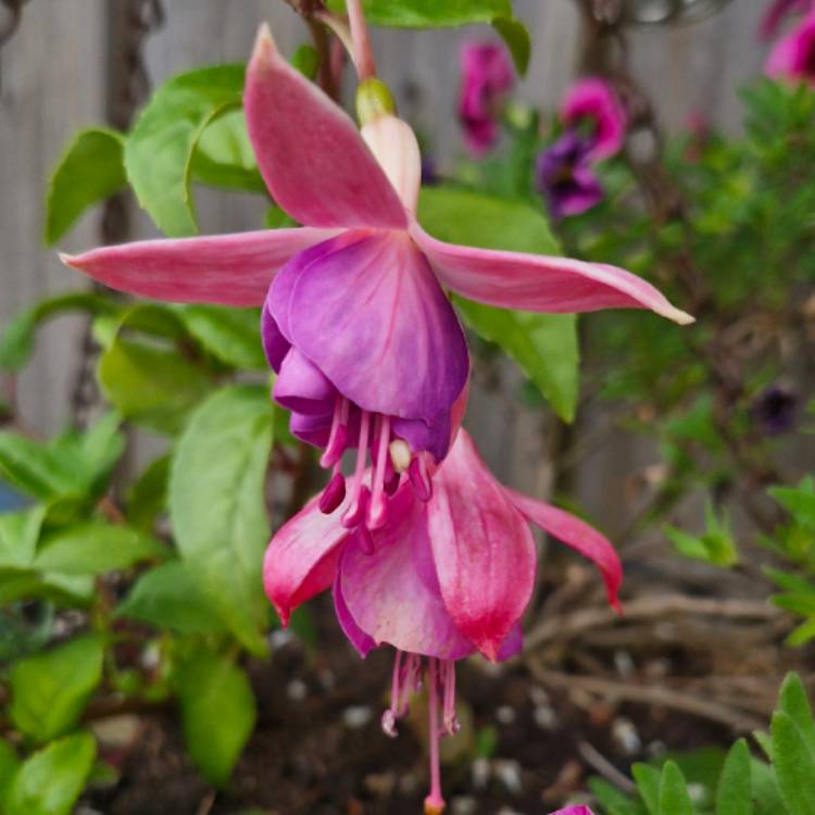 Plant image Fuchsia 'Eva Boerg'