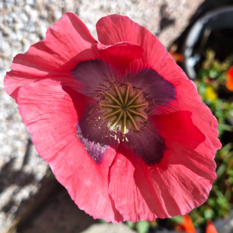 Plant image Papaver somniferum 'Pink Dawn'